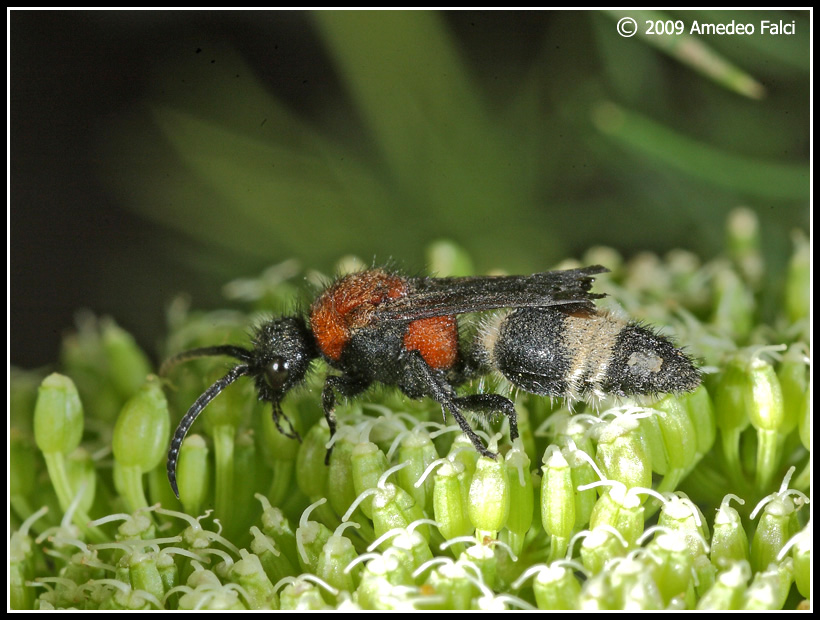 Dasylabris maura maura (Mutillidae)